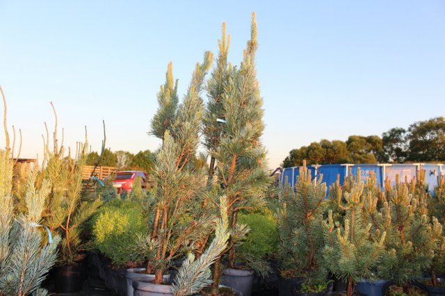 Pinus sylvestris 'Fastigiata' 3